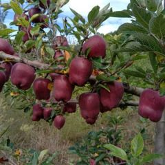 甘肃天水花牛苹果