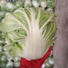 大量供应圆白菜及各种蔬菜