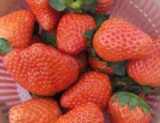 求购草莓，江苏草莓，适合做社区团购的