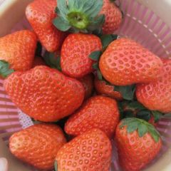 求购草莓，江苏草莓，适合做社区团购的