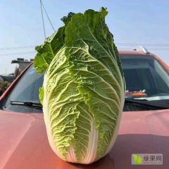 黄心大白菜，大量有货，诚信经营