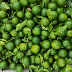 富士山上的蜜橘熟了