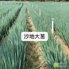 福建漳浦大葱种植基地，精品大葱，毛葱全国发货！