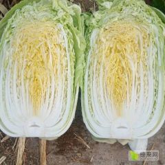 夏邑白菜芹菜万亩基地
