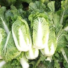 优质北京新3号大白菜，欢迎来选购