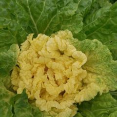 精品黄心白菜 黄芽菜