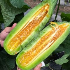 山东蒙阴羊角蜜