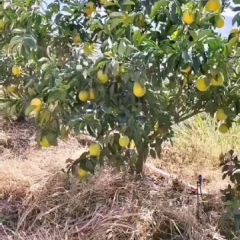  江西赣南脐橙产地直发薄皮当季新鲜甜橙时令水果橙子整箱批发