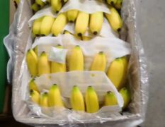 广西南宁市大量供应香蕉
