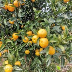 广西桂林棉桔（蜜广）