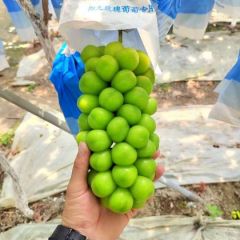 精品阳光玫瑰河北产地代收大量现货