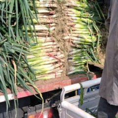河北保定蠡县小陈乡大封沟葱质优价廉！