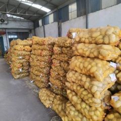 滕州马铃薯种薯供应商，常年供应各种优质土豆种子
