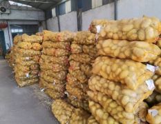 滕州马铃薯种薯供应商，常年供应各种优质土豆种子