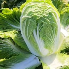 走车价！！新乡长垣县大量供应包头白菜