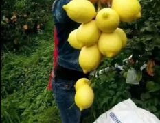 广西南宁市供应柠檬