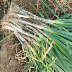 新野铁杆大葱大量供应