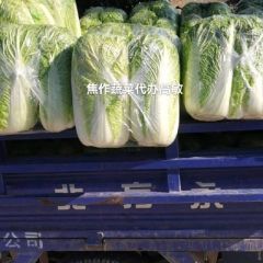 20221228河南焦作博爱冬季北京三号大白菜大量上市单颗六斤左