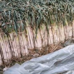 出售打捆长白大葱