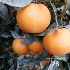 15万斤无核沃柑供应上市