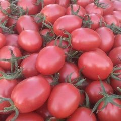 大量供应千禧圣女果~山东莘县