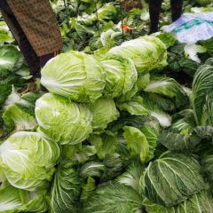 河南粱园白菜品种有青杂三号，87--114
