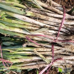 新野大葱上车价格最新行情今天最新价格0.4