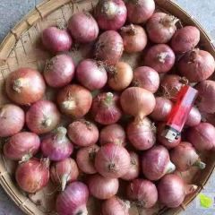 缅甸小洋葱各个规格二号葱4.5到五5.5公分三号葱3.5到4.5公分