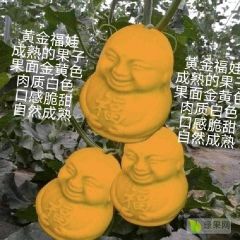 甜瓜新品黄金福娃成熟的果子