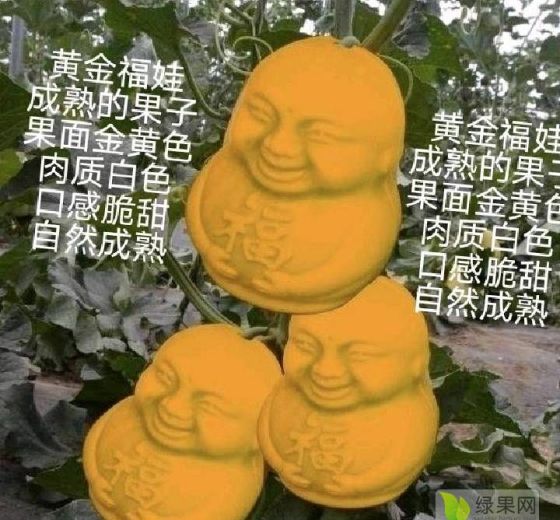 2023年山东莘县黄金福娃价格