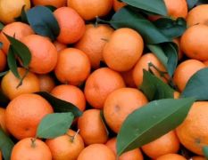 柑橘类求蜜橘 砂糖橘 各种橙类求购，寻产地合作 代发或者代卖合作均可