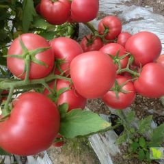 大城子西红柿已大量上市，出口级品质，诚招实力客商