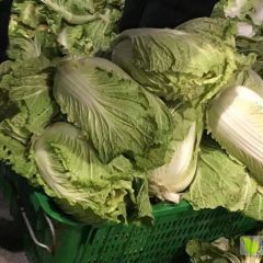 供应 凝翠 黄心大白菜 中晚期1000亩