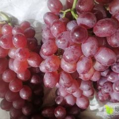 优质克伦生葡萄 价格美丽
