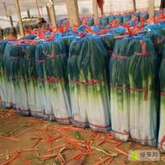 出售优质长白大葱和铁杆钢葱