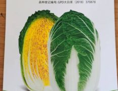 供应韩国大白菜泡菜萝卜种子