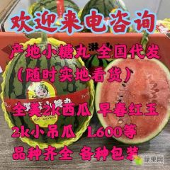 全美2K西瓜,小糖丸西瓜,手掰牛奶爆瓜,冰糖籽西瓜大量供应中