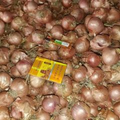 供应东北毛葱鬼子葱