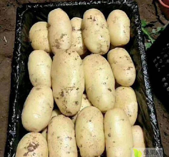 2016年山东肥城荷兰十五价格