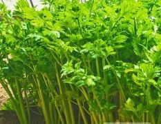 河南郑州数百亩西芹大量批发，价格美丽