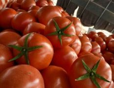 大量现货大量供应西红柿