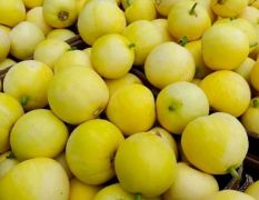 山东费县万亩大棚甜瓜，星甜20甜瓜口感脆甜可口，货源充足