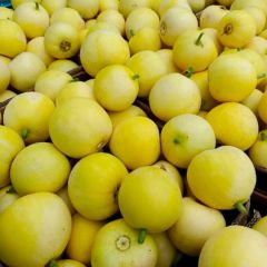 山东费县万亩大棚甜瓜，星甜20甜瓜口感脆甜可口，货源充足