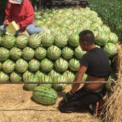 通辽西瓜代办 15540566888 内蒙金城五