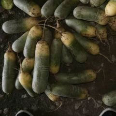 山东肥城青萝卜大量出售。