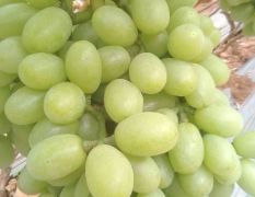 青提葡萄——元谋各种葡萄大量上市