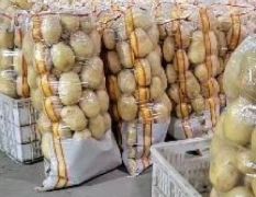 兰陵县精品黄心土豆大量供应荷兰十五土豆 V7 产地直发