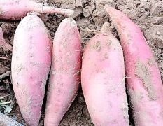 山东省德州市夏津县大量红薯供应。