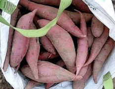 现量红薯品种西瓜红红薯出售