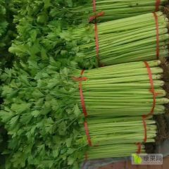 兰陵县精品玻璃翠小芹菜大量上市，货源充足，质量很好